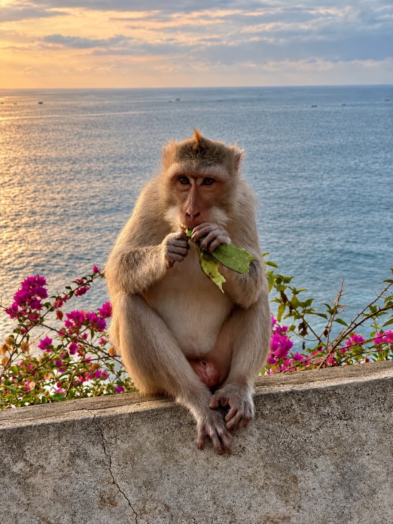 Macaque sitting among bougainvillea overlooking the ocean at sunset